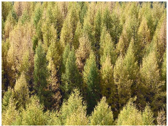 Forests 14 00627 i055