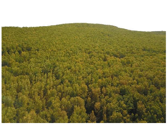 Forests 14 00627 i057