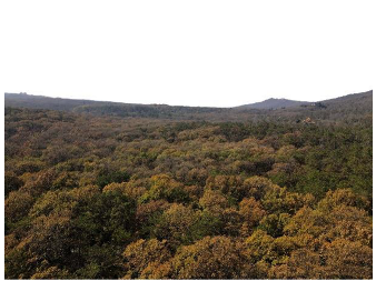 Forests 14 00627 i061