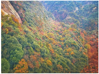 Forests 14 00627 i065