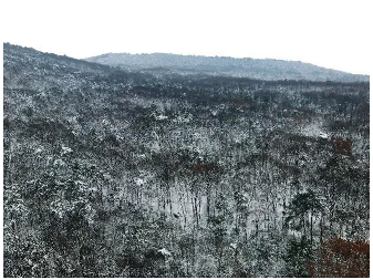 Forests 14 00627 i079