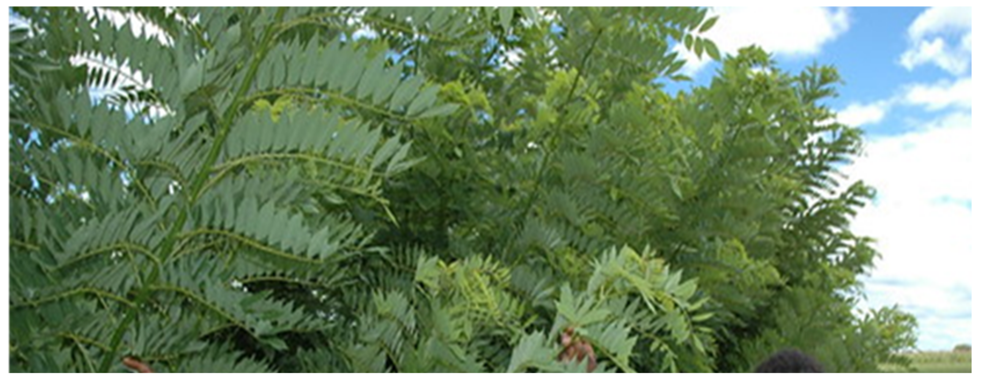 Forests 14 00635 g001 Forests 14 00635 g001