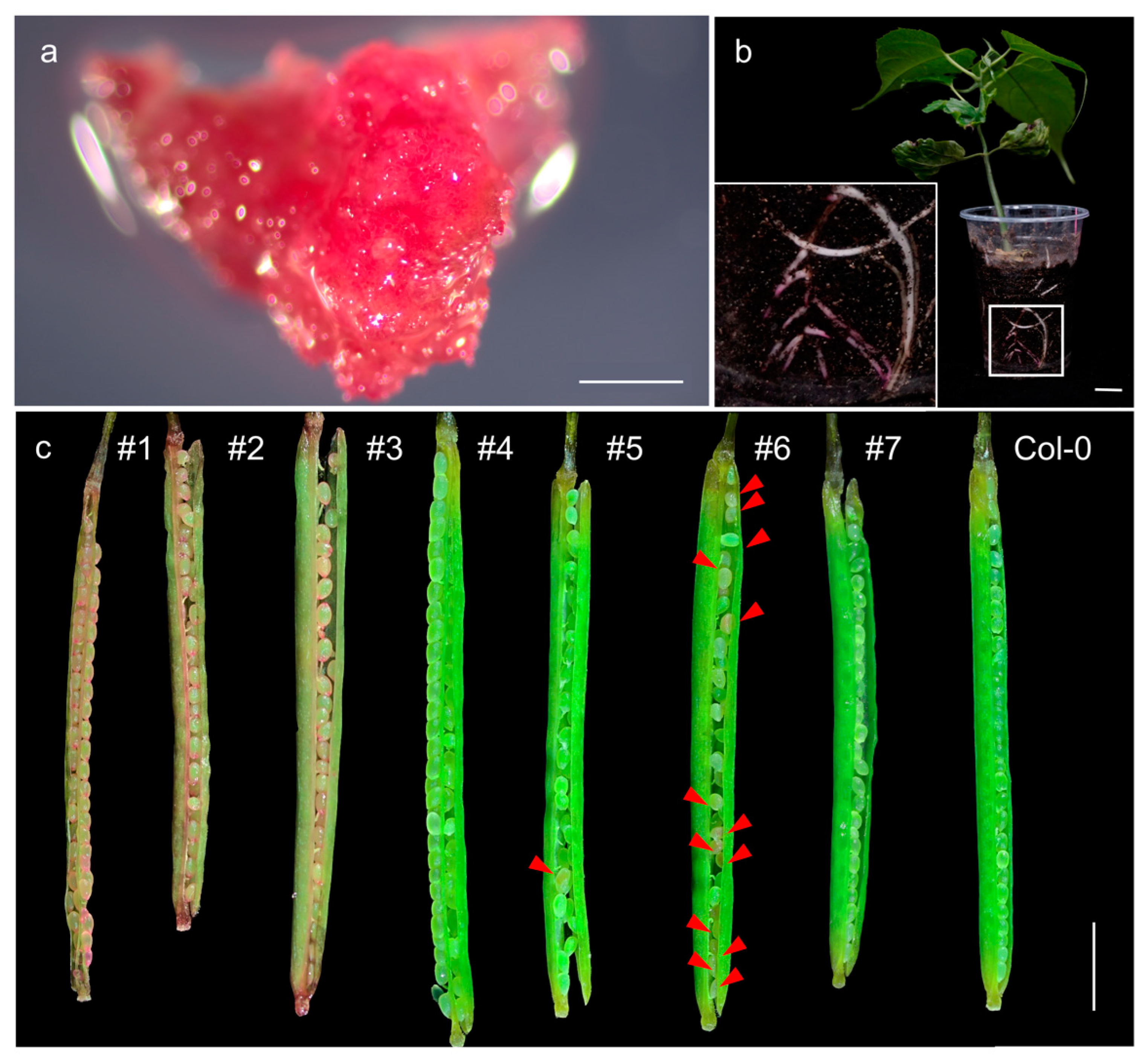 Forests 14 00637 g002
