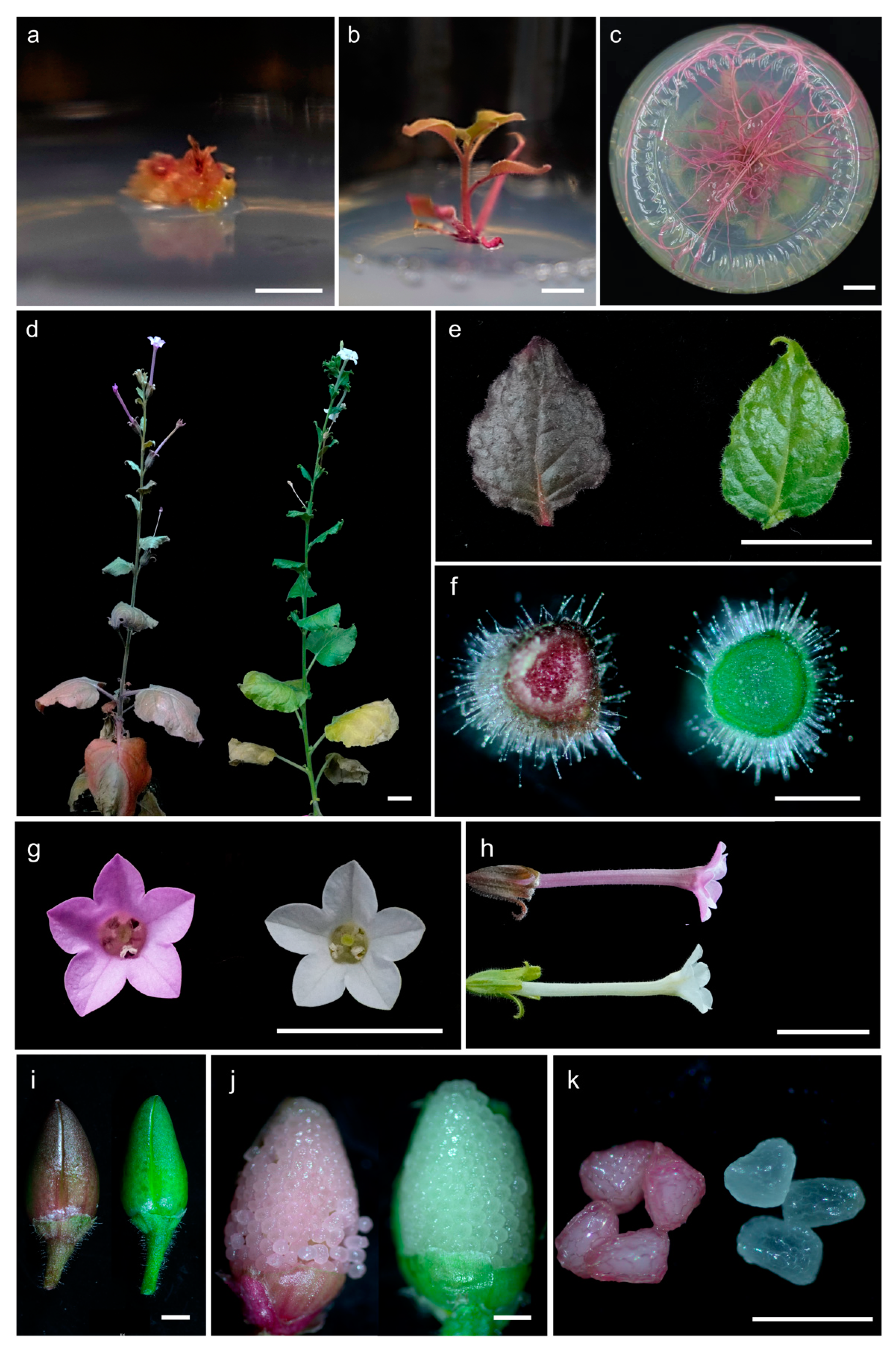 Forests 14 00637 g003