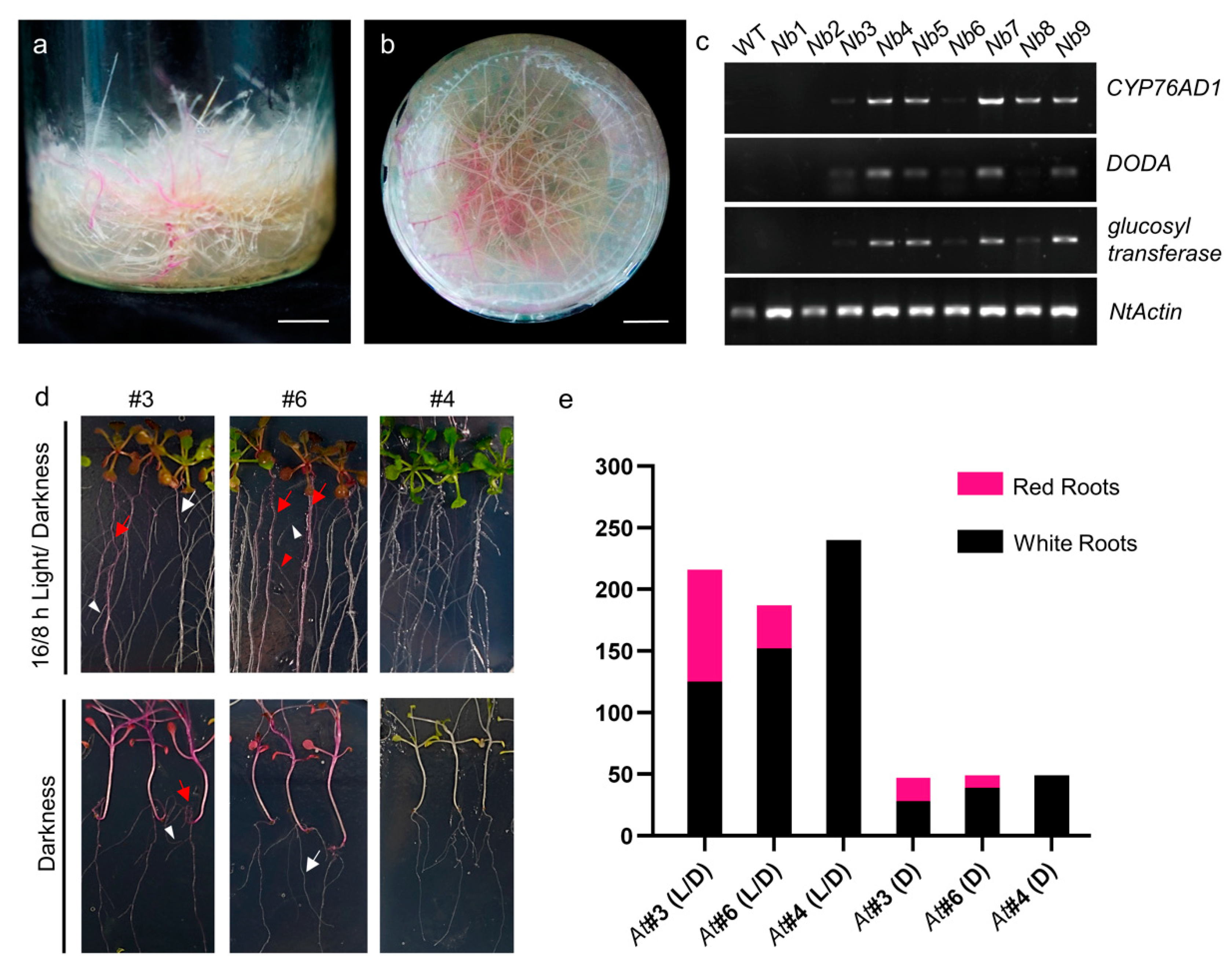 Forests 14 00637 g004