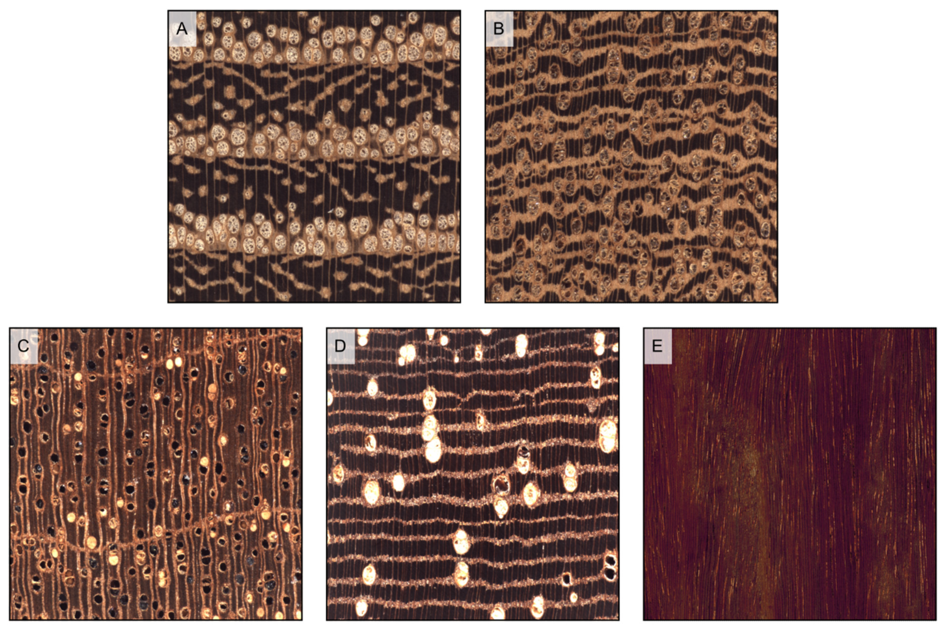Forests 14 00644 g016