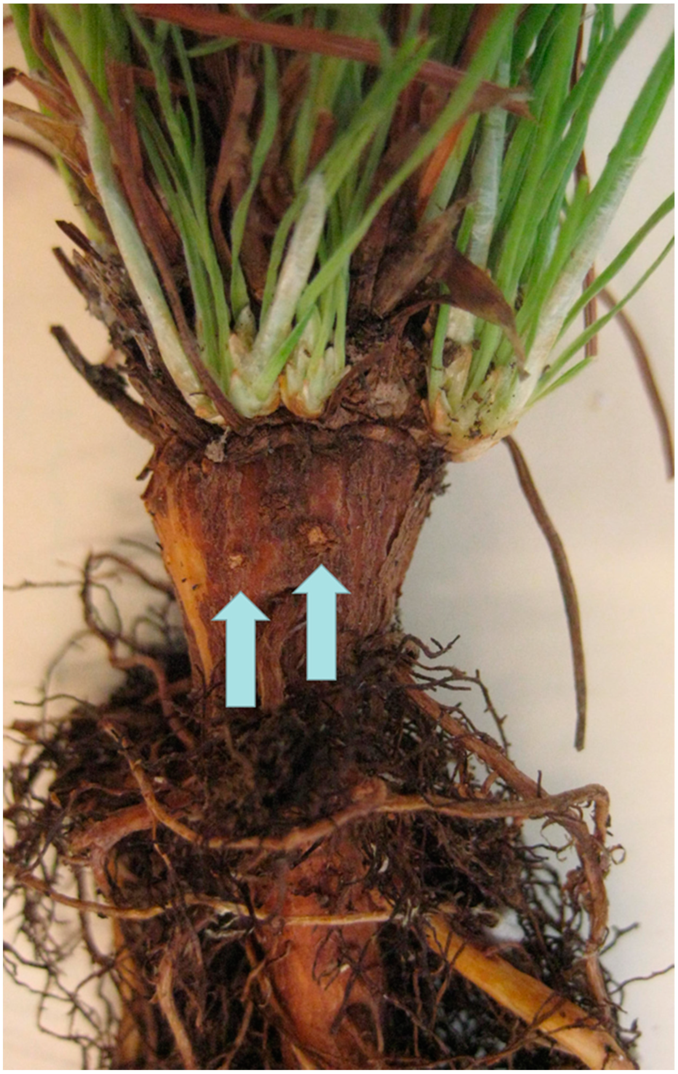 Forests 14 00645 g026