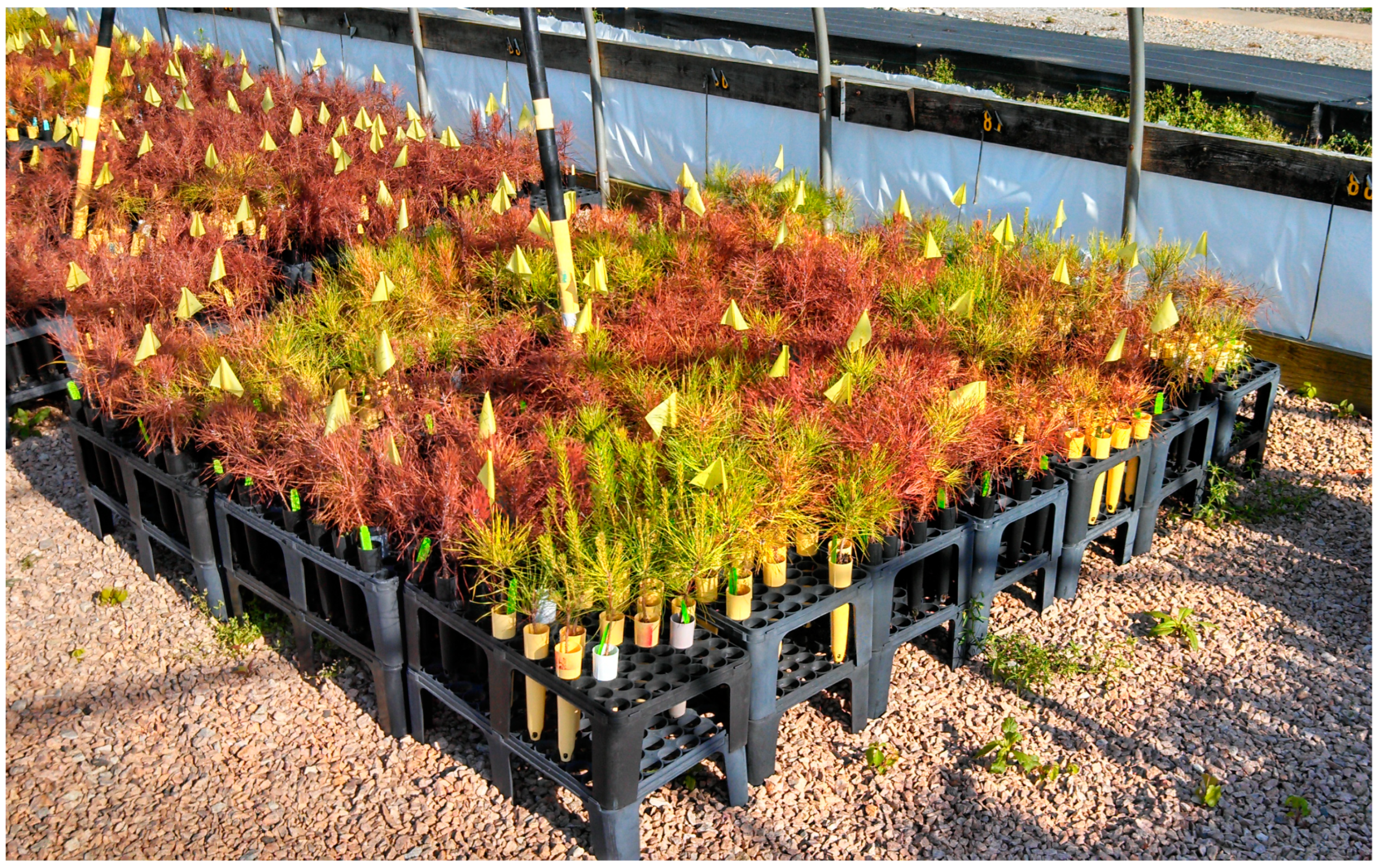 Forests 14 00645 g032