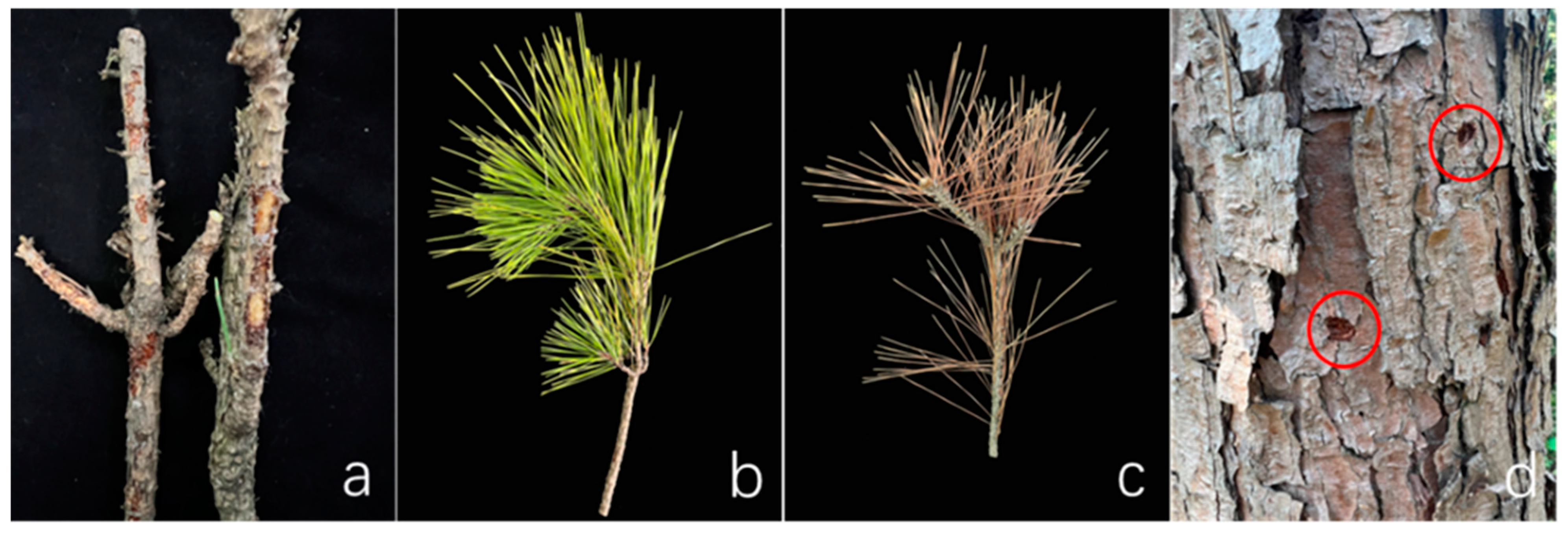 Forests 14 00657 g001 Forests 14 00657 g001