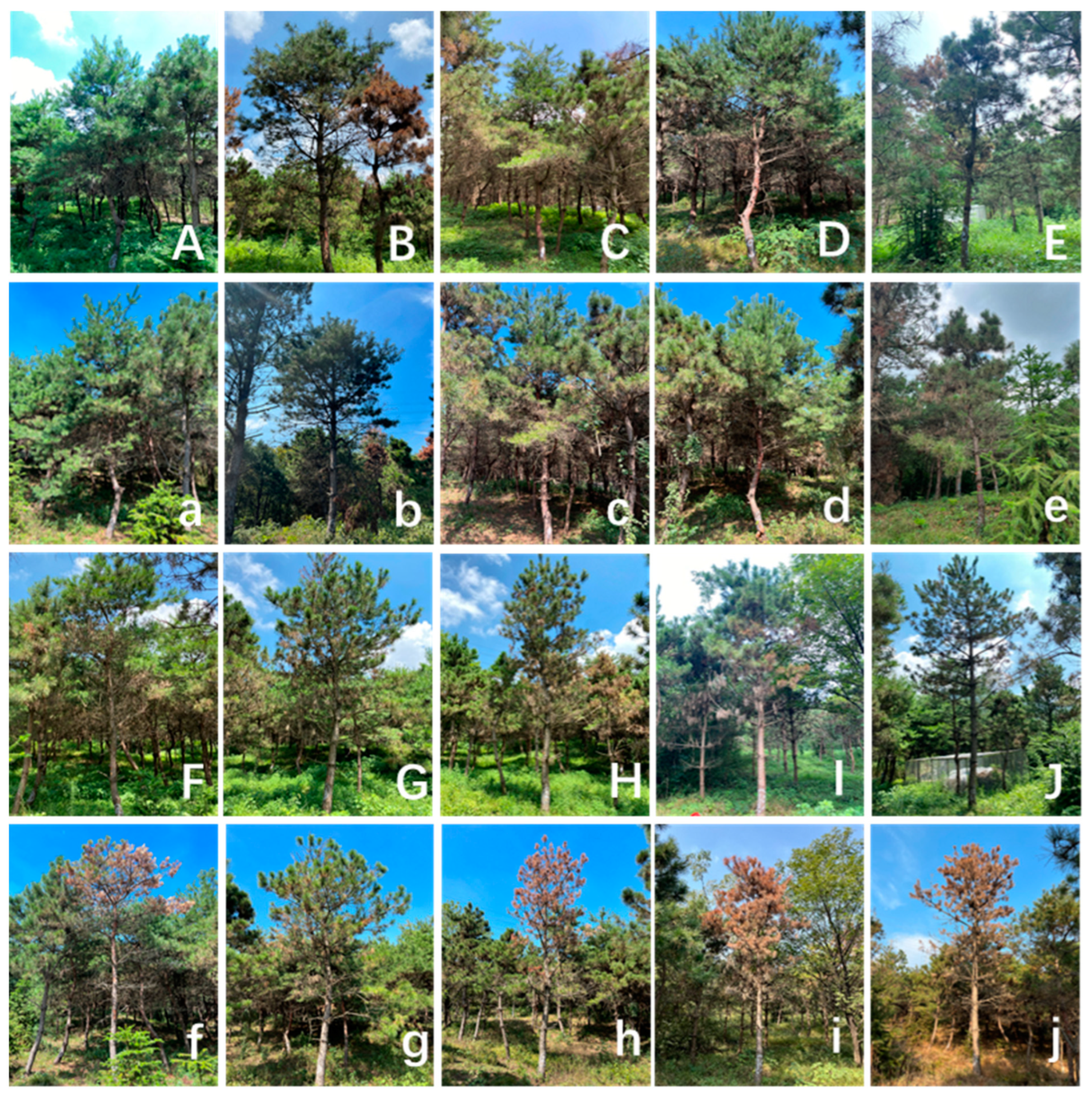 Forests 14 00657 g002 Forests 14 00657 g002