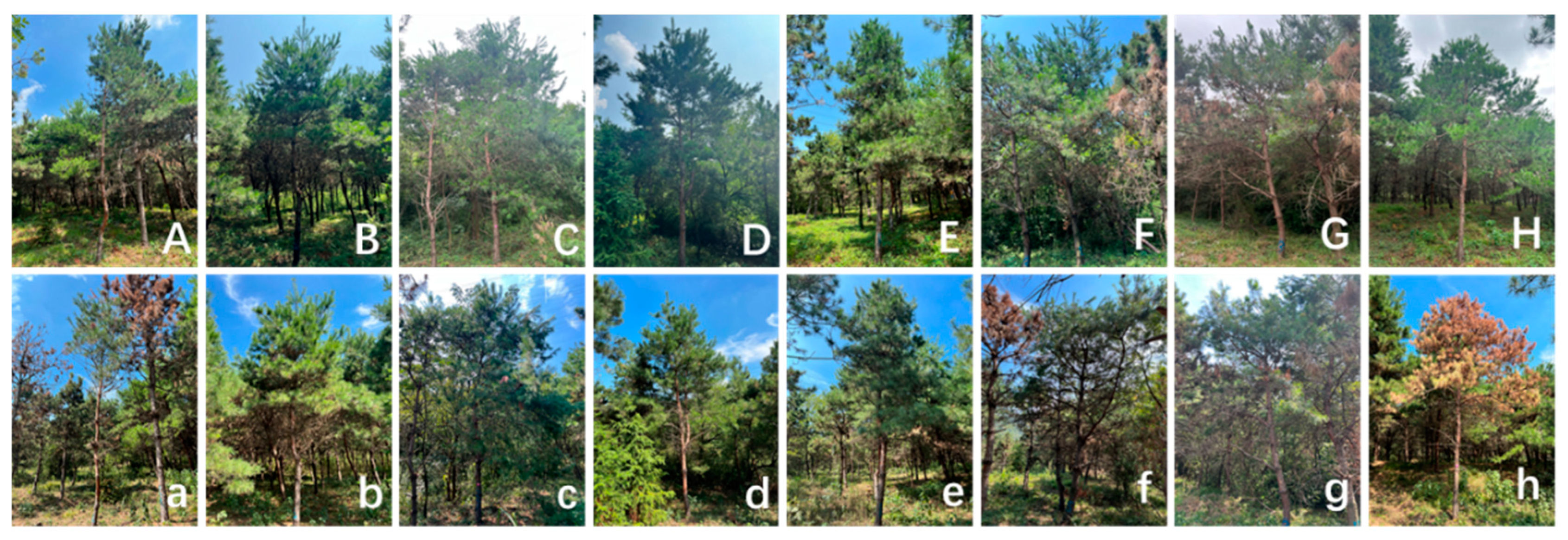 Forests 14 00657 g003 Forests 14 00657 g003