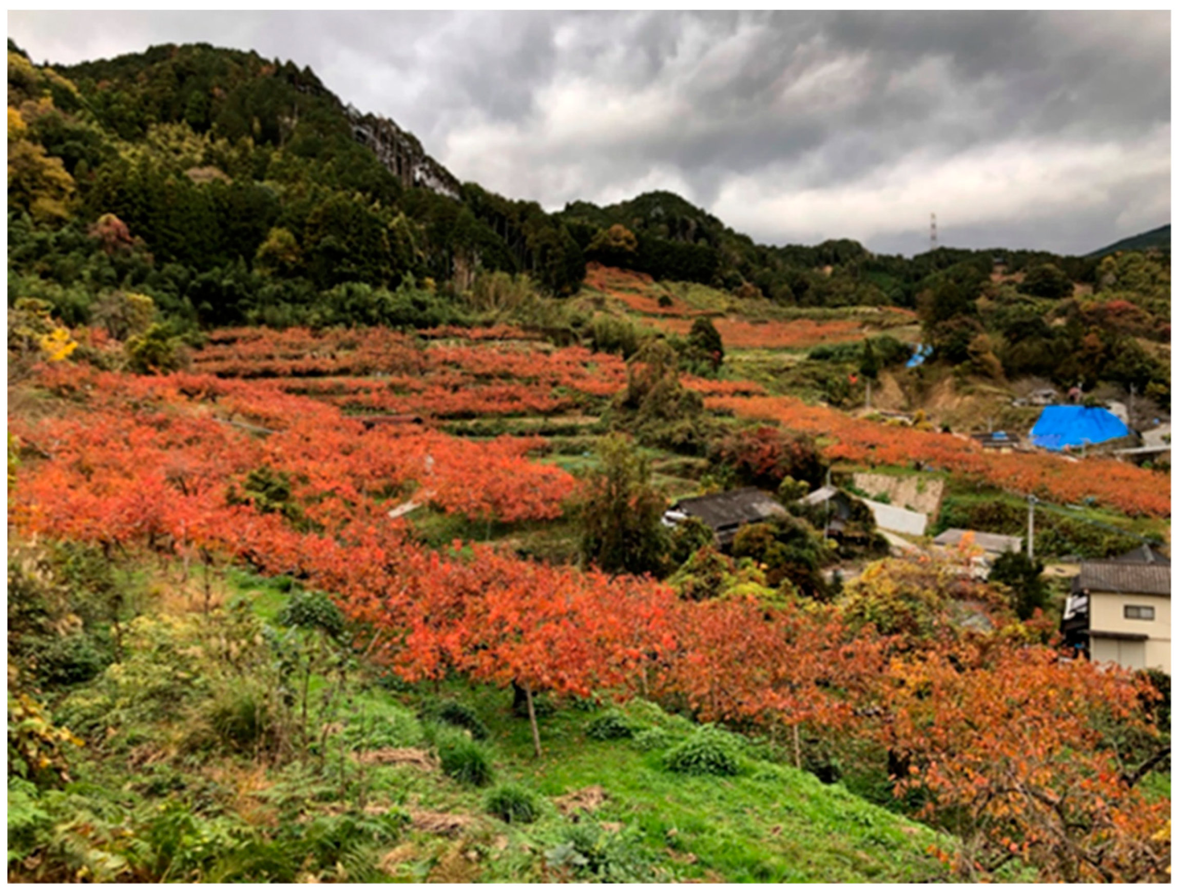 Forests 14 00664 g001 550