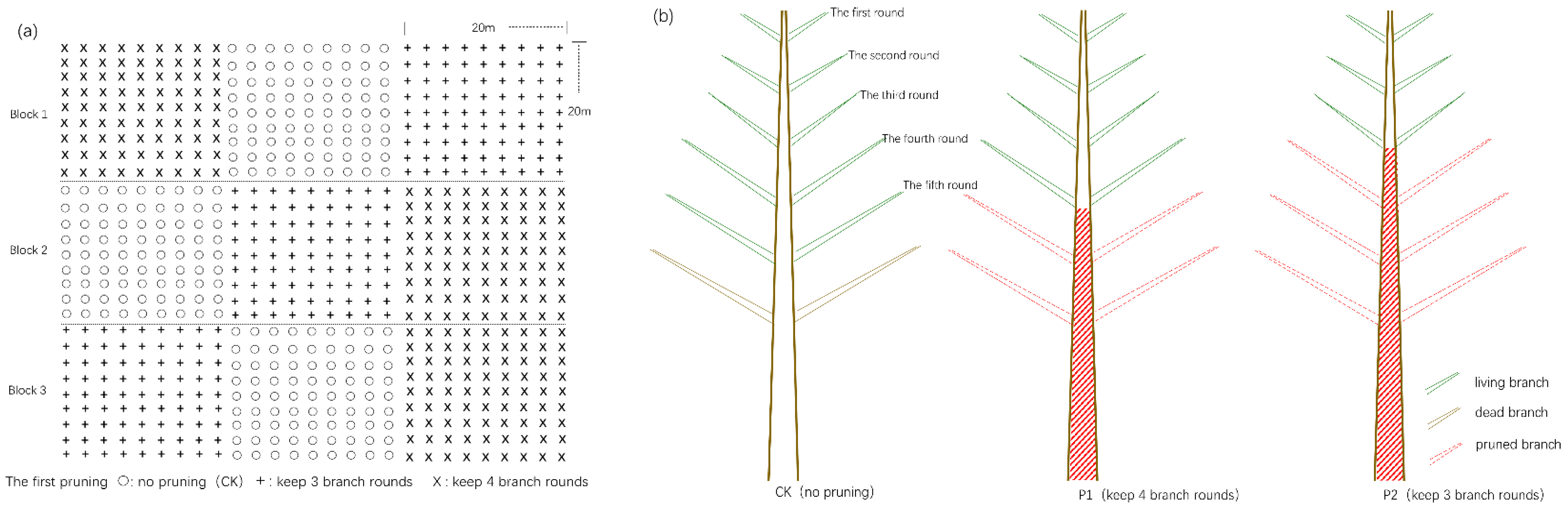 Forests 14 00668 g001 Forests 14 00668 g001