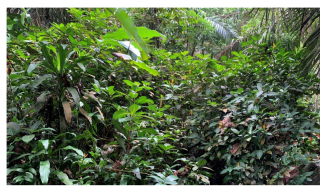 Forests 14 00669 i001 Forests 14 00669 i001