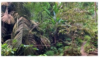 Forests 14 00669 i002 Forests 14 00669 i002