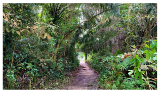 Forests 14 00669 i003 Forests 14 00669 i003