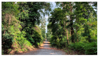 Forests 14 00669 i004 Forests 14 00669 i004