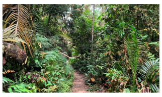 Forests 14 00669 i005 Forests 14 00669 i005