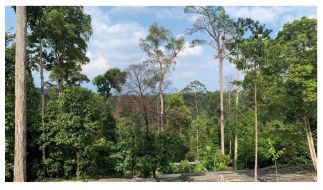 Forests 14 00669 i007 Forests 14 00669 i007