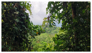 Forests 14 00669 i008 Forests 14 00669 i008