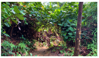 Forests 14 00669 i011 Forests 14 00669 i011