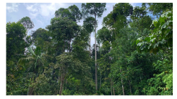 Forests 14 00669 i015 Forests 14 00669 i015