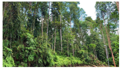 Forests 14 00669 i016 Forests 14 00669 i016