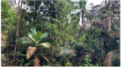 Forests 14 00669 i019 Forests 14 00669 i019