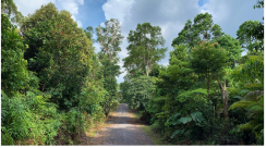 Forests 14 00669 i025 Forests 14 00669 i025