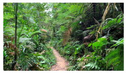 Forests 14 00669 i027 Forests 14 00669 i027