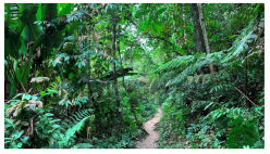 Forests 14 00669 i029 Forests 14 00669 i029