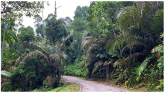 Forests 14 00669 i030 Forests 14 00669 i030