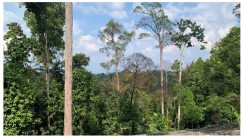 Forests 14 00669 i033 Forests 14 00669 i033