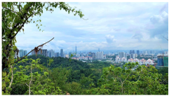 Forests 14 00669 i041 Forests 14 00669 i041