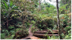 Forests 14 00669 i046 Forests 14 00669 i046