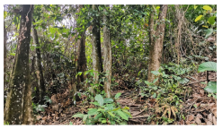 Forests 14 00669 i047 Forests 14 00669 i047