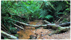 Forests 14 00669 i051 Forests 14 00669 i051