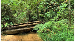 Forests 14 00669 i052 Forests 14 00669 i052