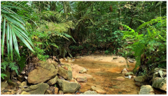 Forests 14 00669 i053 Forests 14 00669 i053