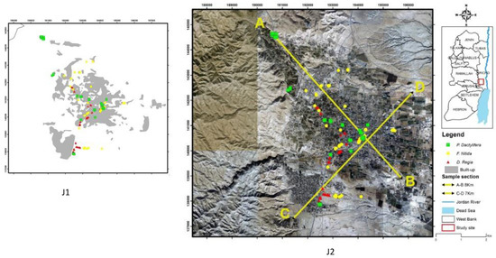 Structure and Ecosystem Services of Three Common Urban Tree Species in ...