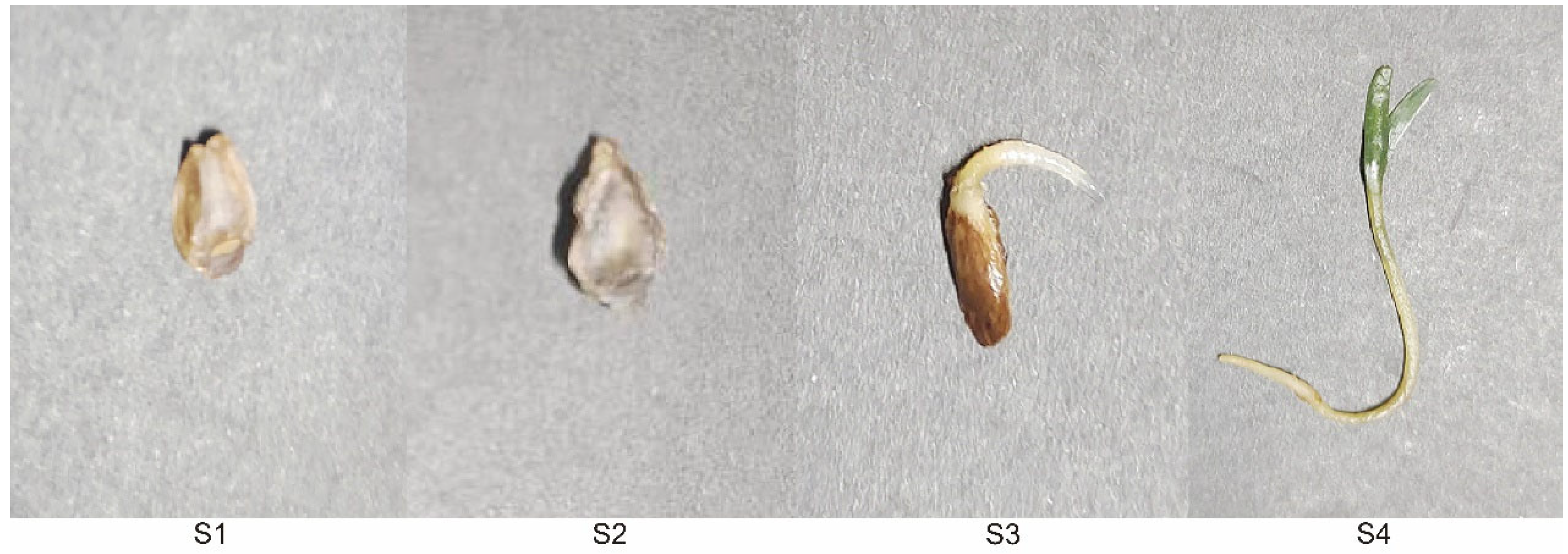 Forests 14 00676 g001 Forests 14 00676 g001