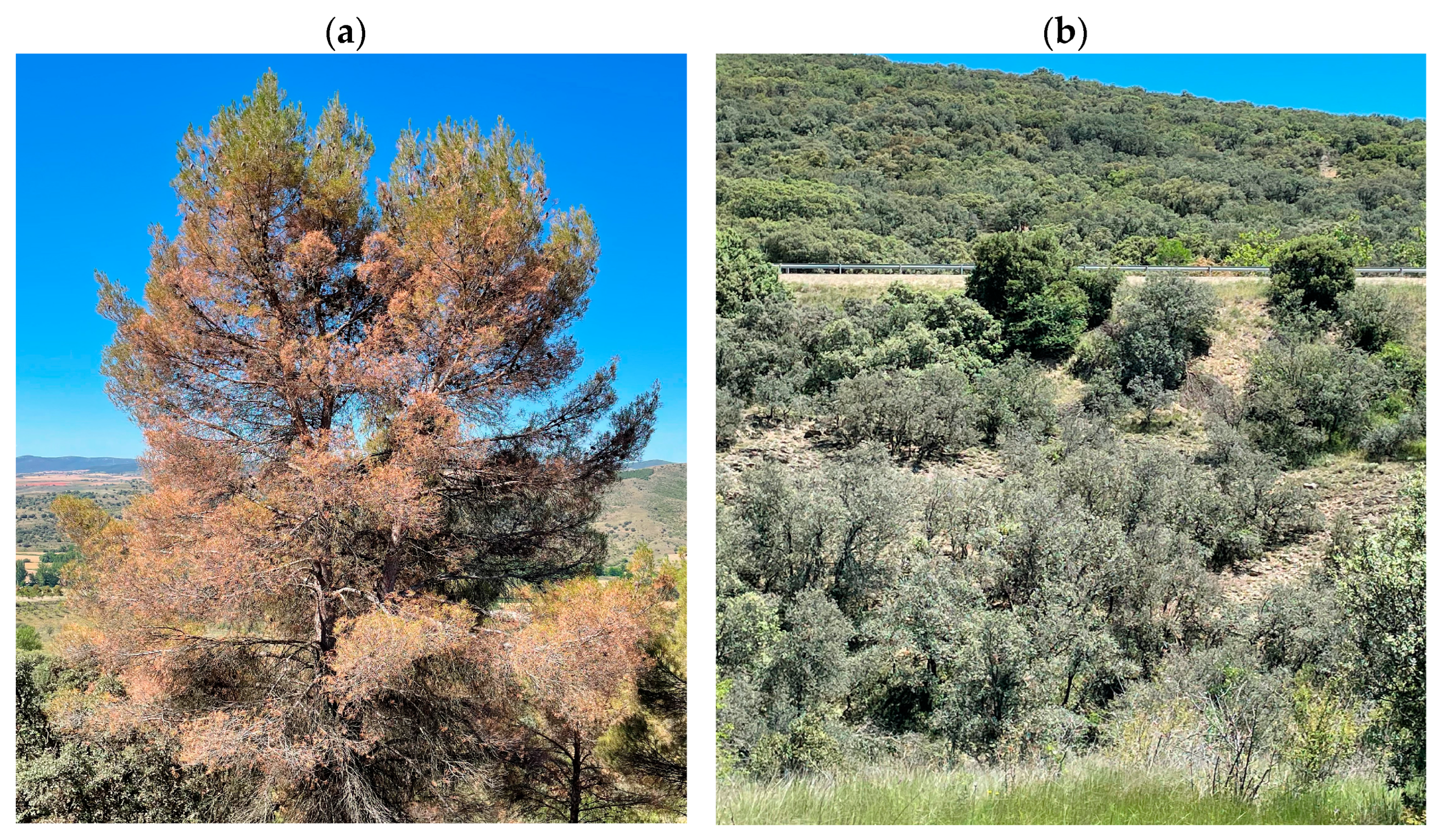 Forests 14 00678 g002