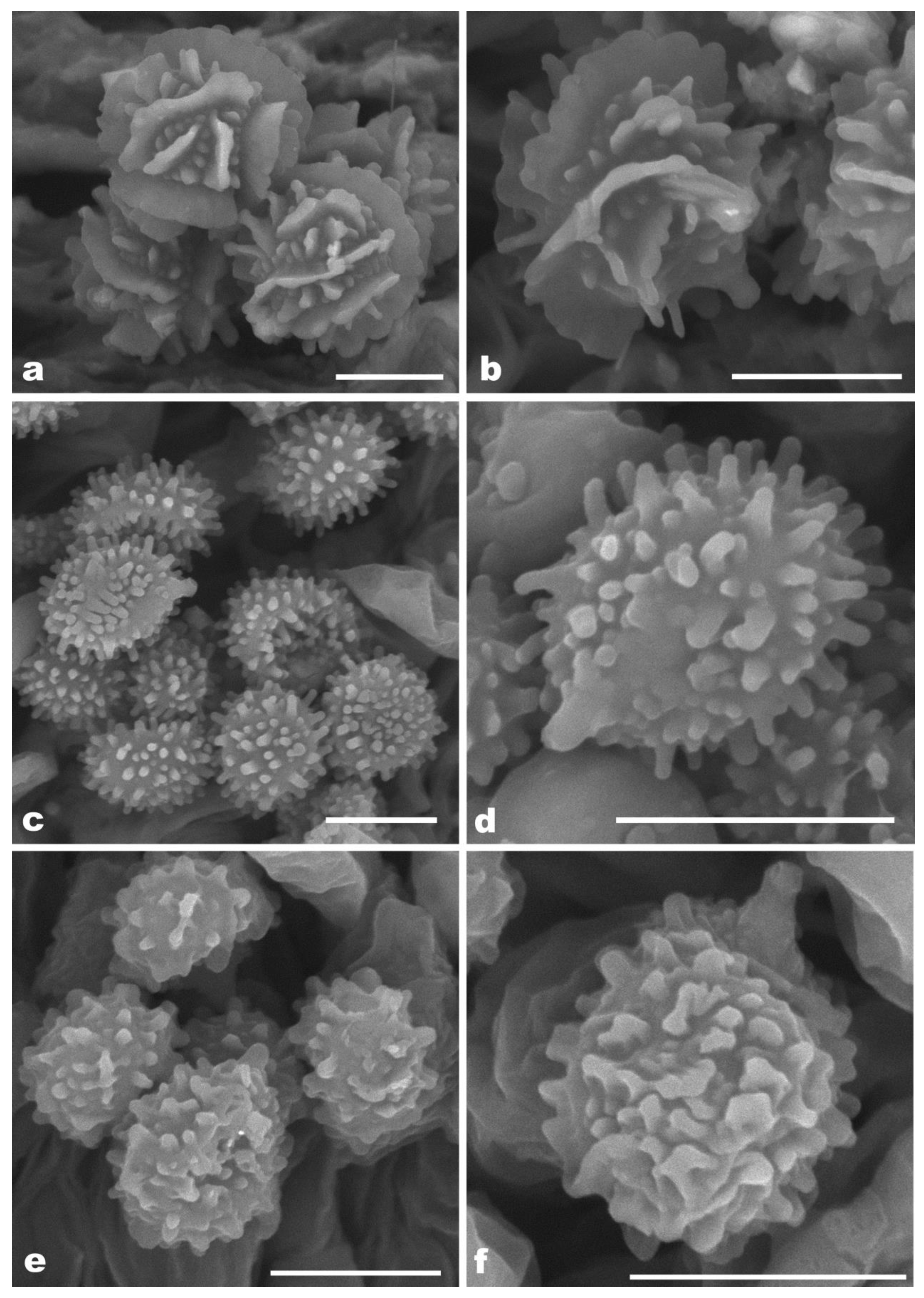 Forests 14 00695 g003 Forests 14 00695 g003