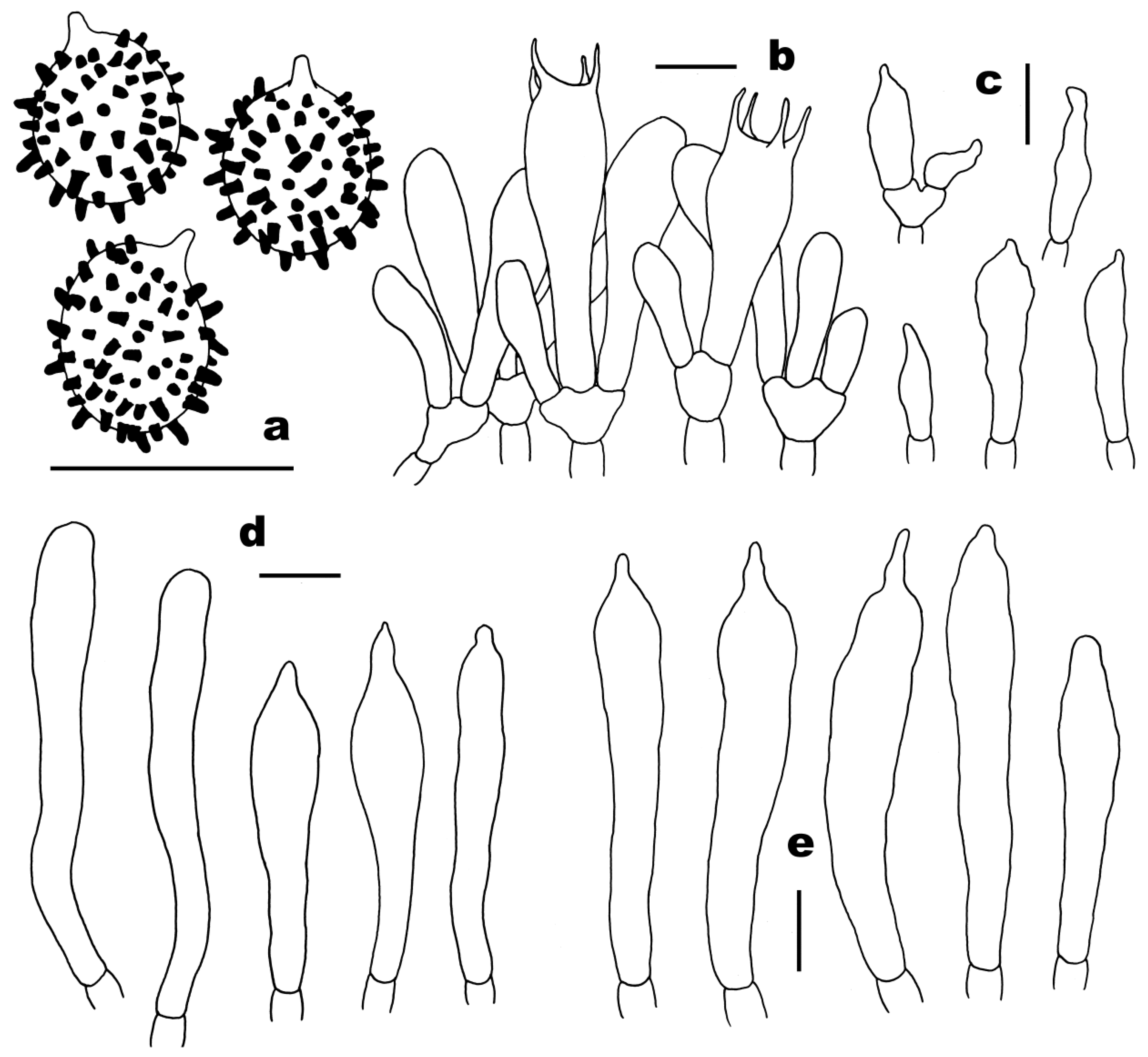 Forests 14 00695 g006 Forests 14 00695 g006
