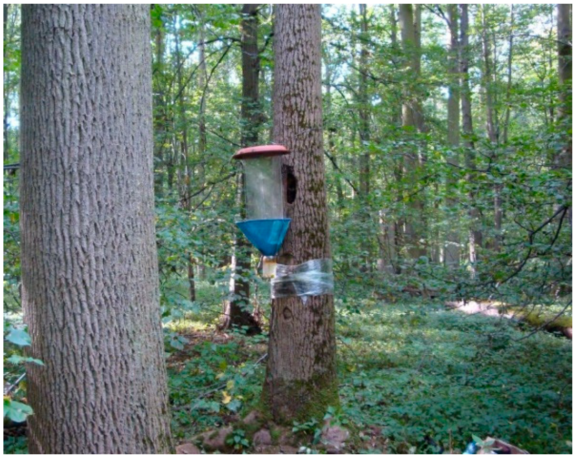 Forests 14 00720 g002 Forests 14 00720 g002