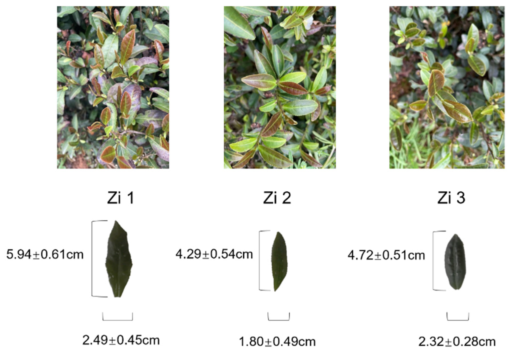 Forests 14 00728 g004 Forests 14 00728 g004