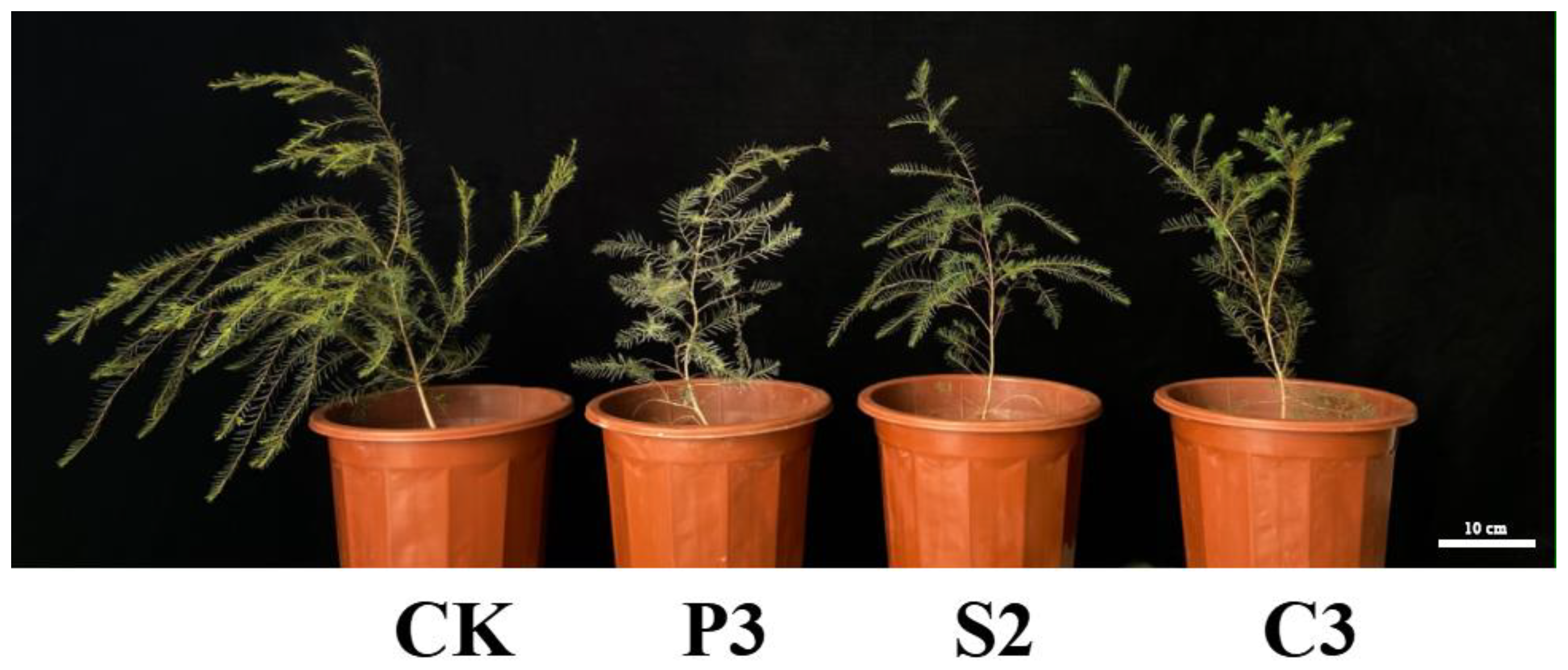 Forests 14 00732 g002