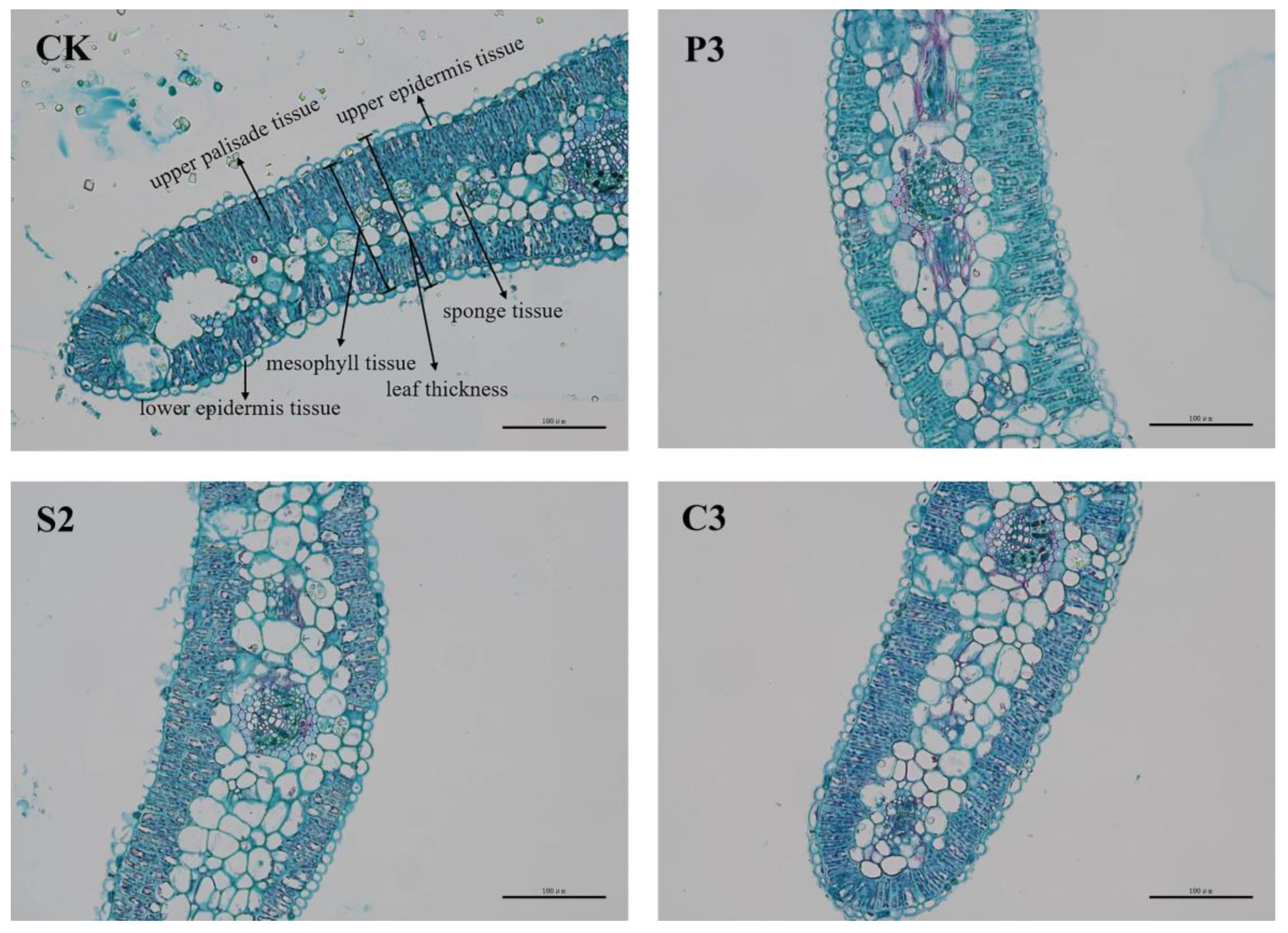 Forests 14 00732 g004