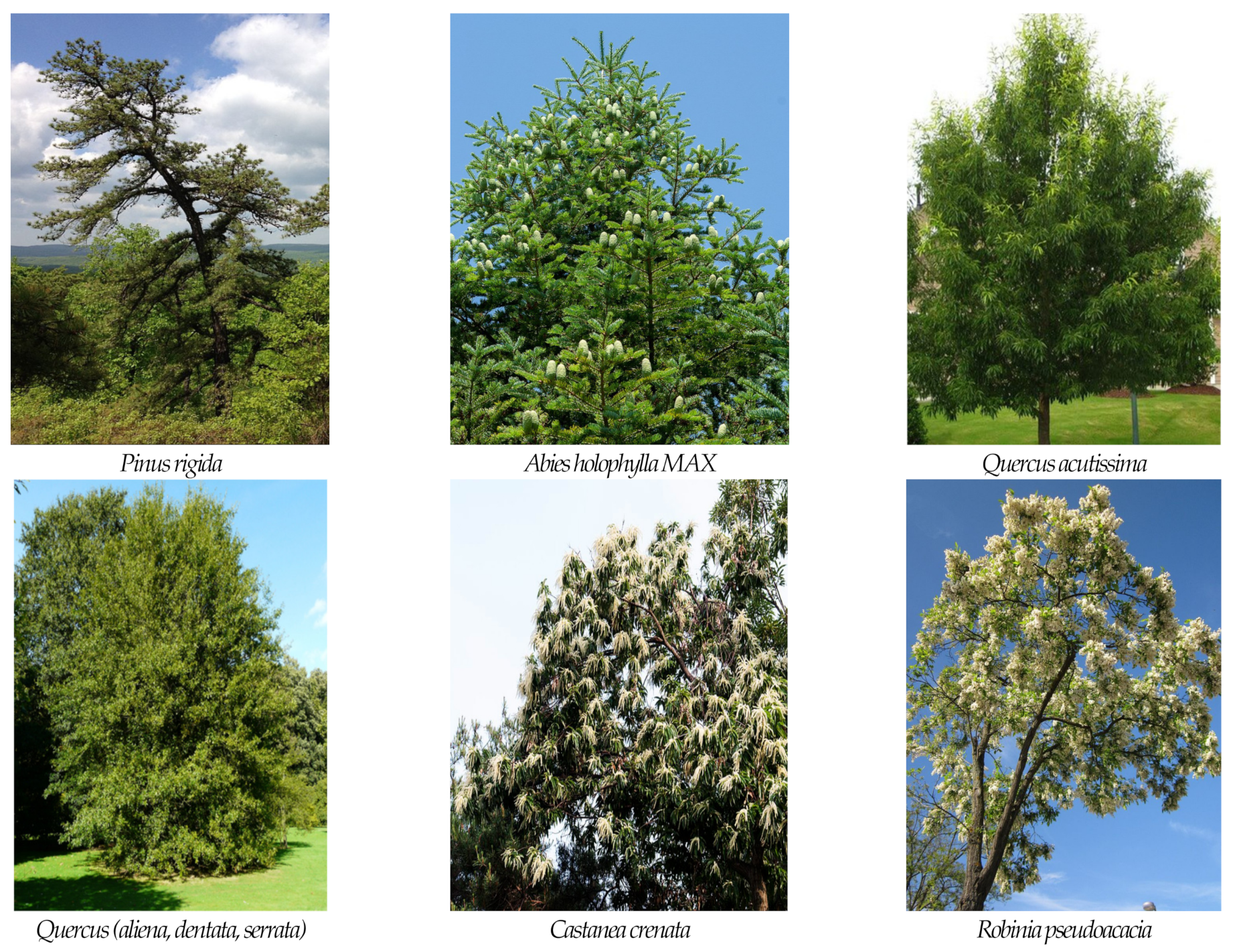 Forests 14 00746 g004b