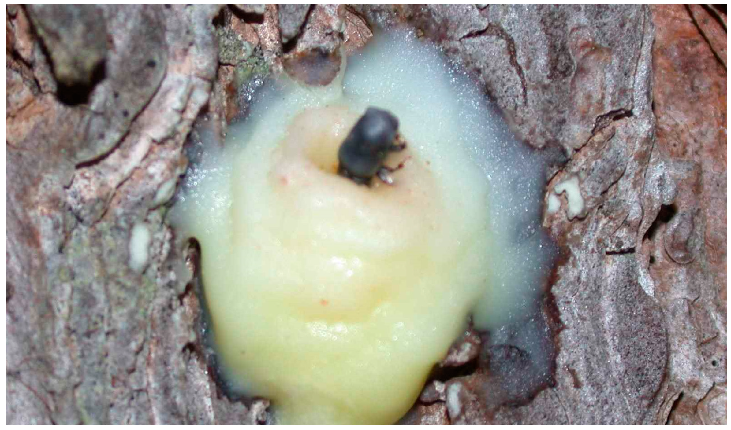 Applied Chemical Ecology of the Western Pine Beetle, an Important 